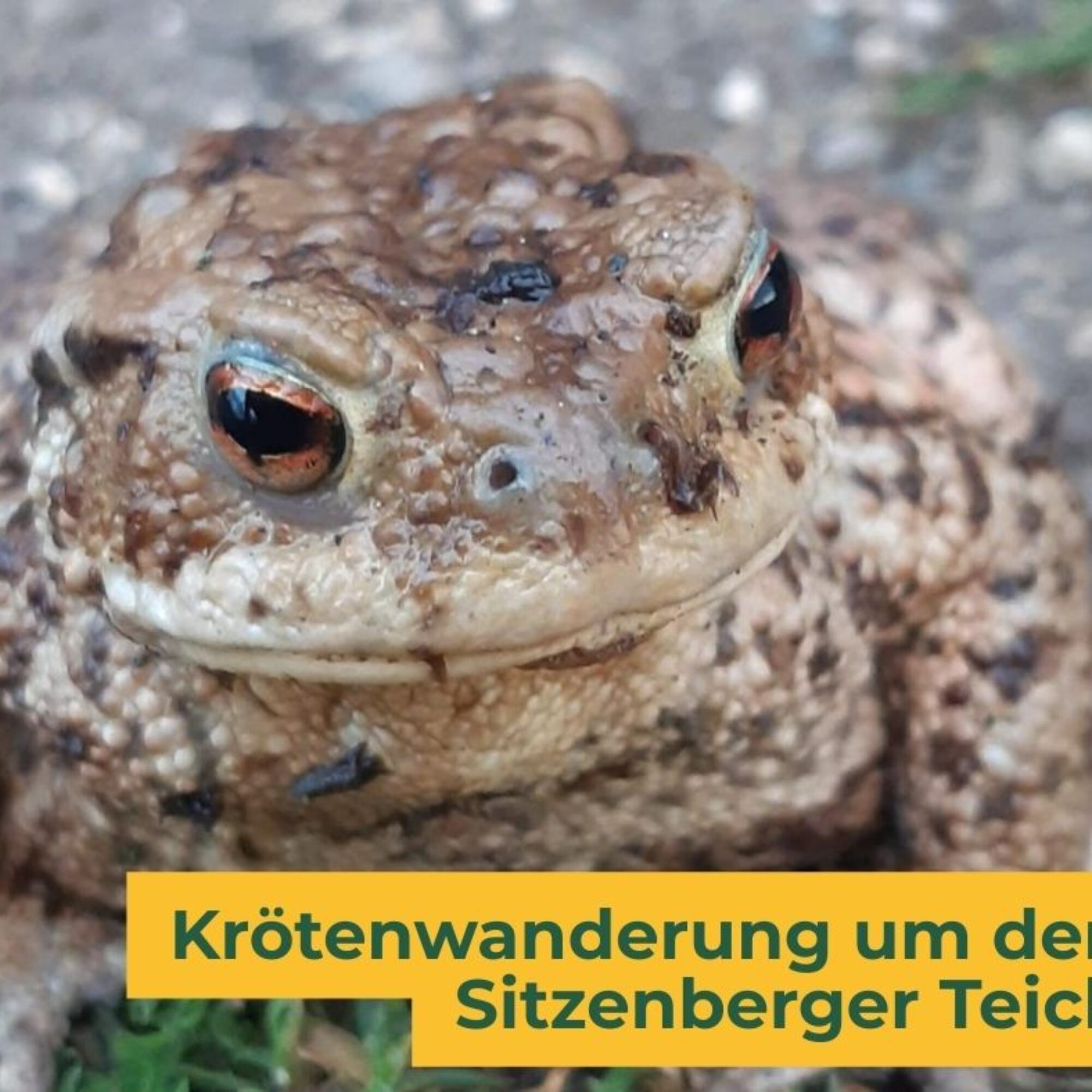 Krötenwanderung um den Sitzenberger Teich