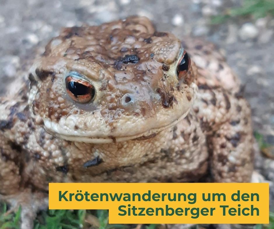 Krötenwanderung um den Sitzenberger Teich